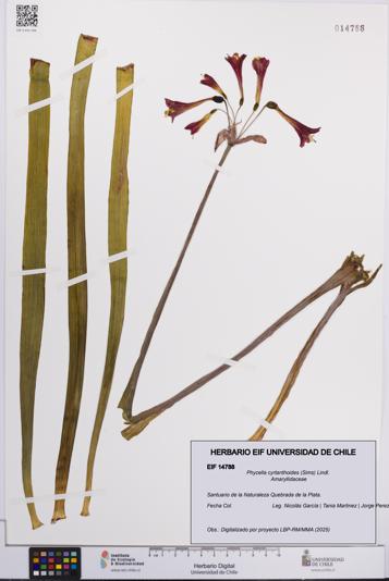 Phycella cyrtanthoides [Espécimen: UCH:EIF:0014788]