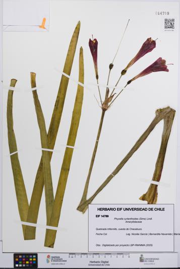 Phycella cyrtanthoides [Espécimen: UCH:EIF:0014789]