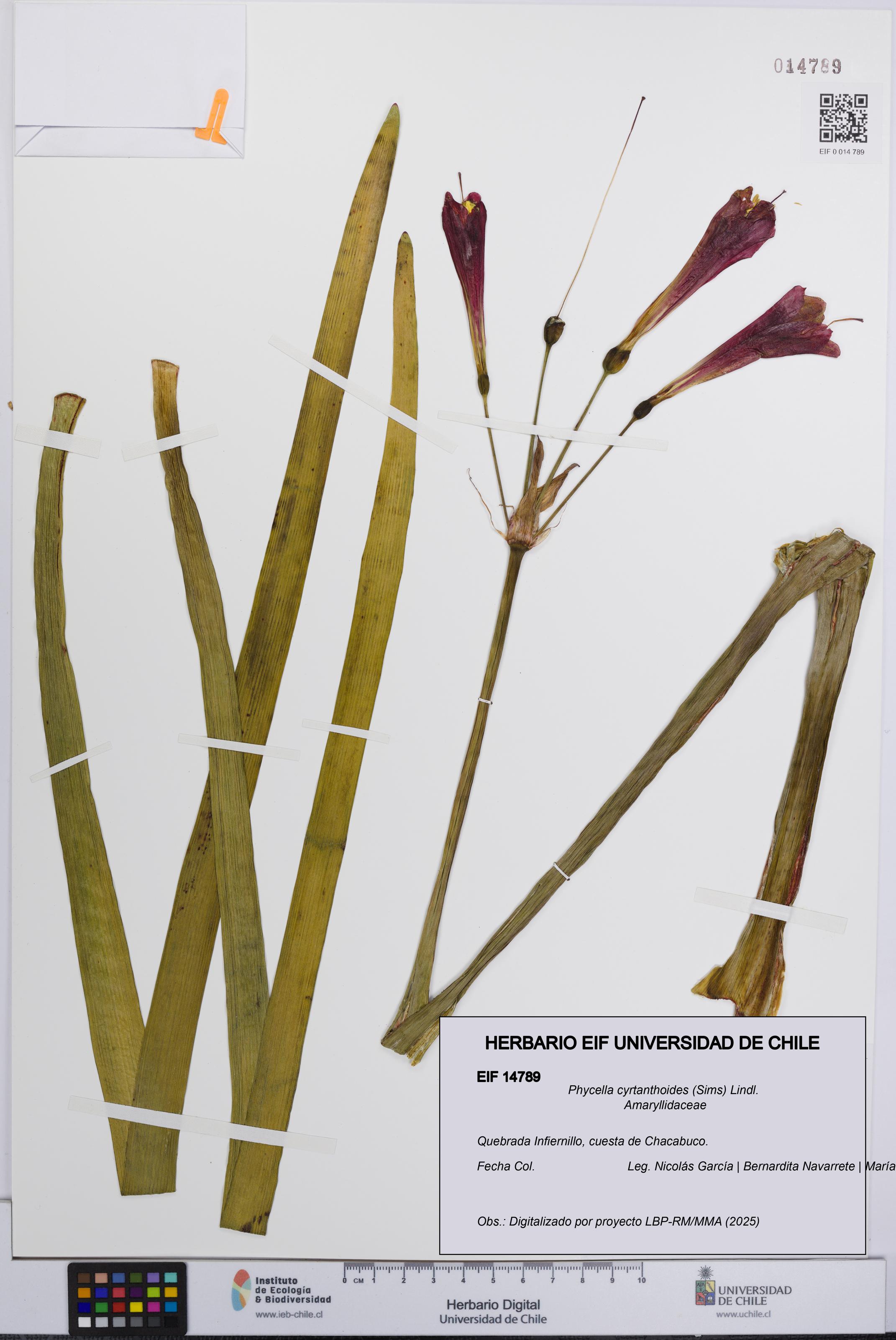 Phycella cyrtanthoides [Espécimen: UCH:EIF:0014789]