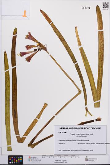 Phycella cyrtanthoides [Espécimen: UCH:EIF:0014790]