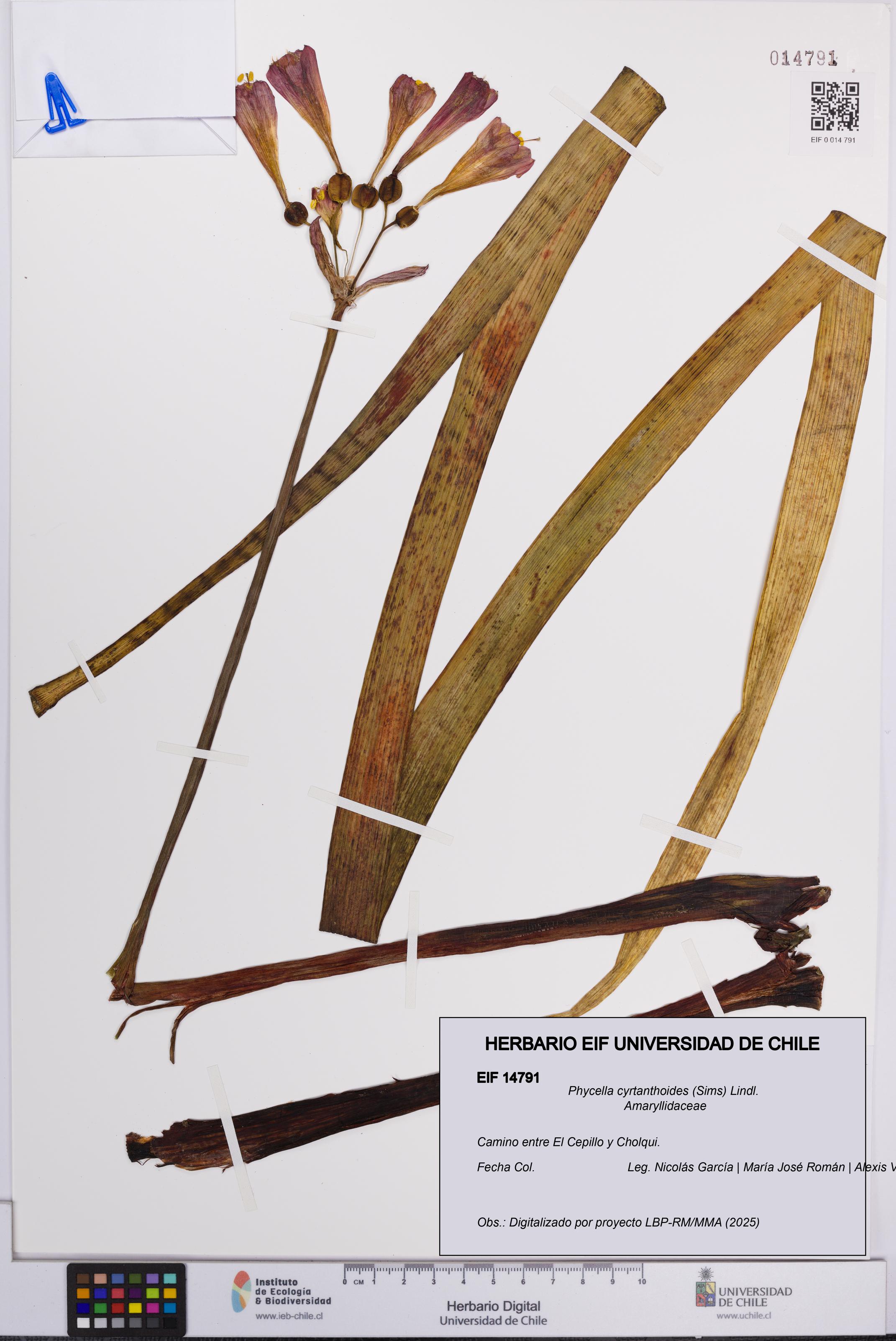 Phycella cyrtanthoides [Espécimen: UCH:EIF:0014791]