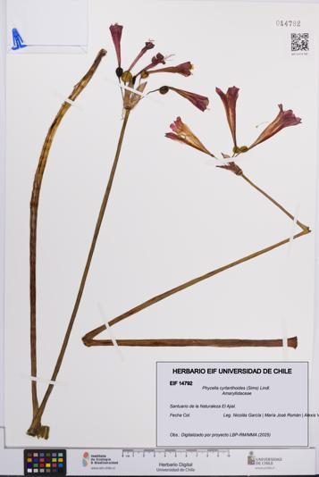 Phycella cyrtanthoides [Espécimen: UCH:EIF:0014792]