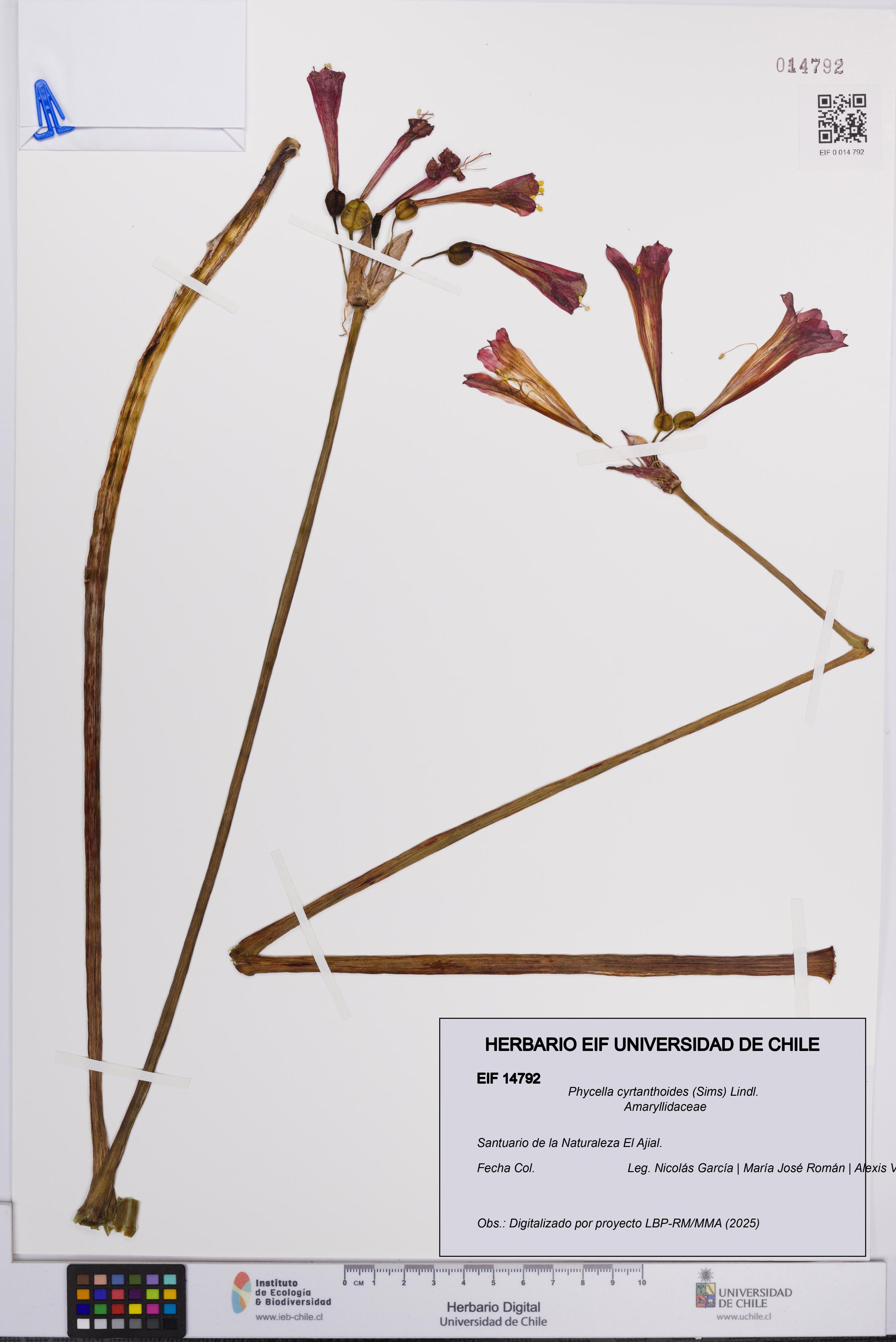 Phycella cyrtanthoides [Espécimen: UCH:EIF:0014792]
