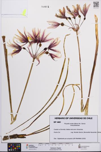 Phycella ornata [Espécimen: UCH:EIF:0014801]