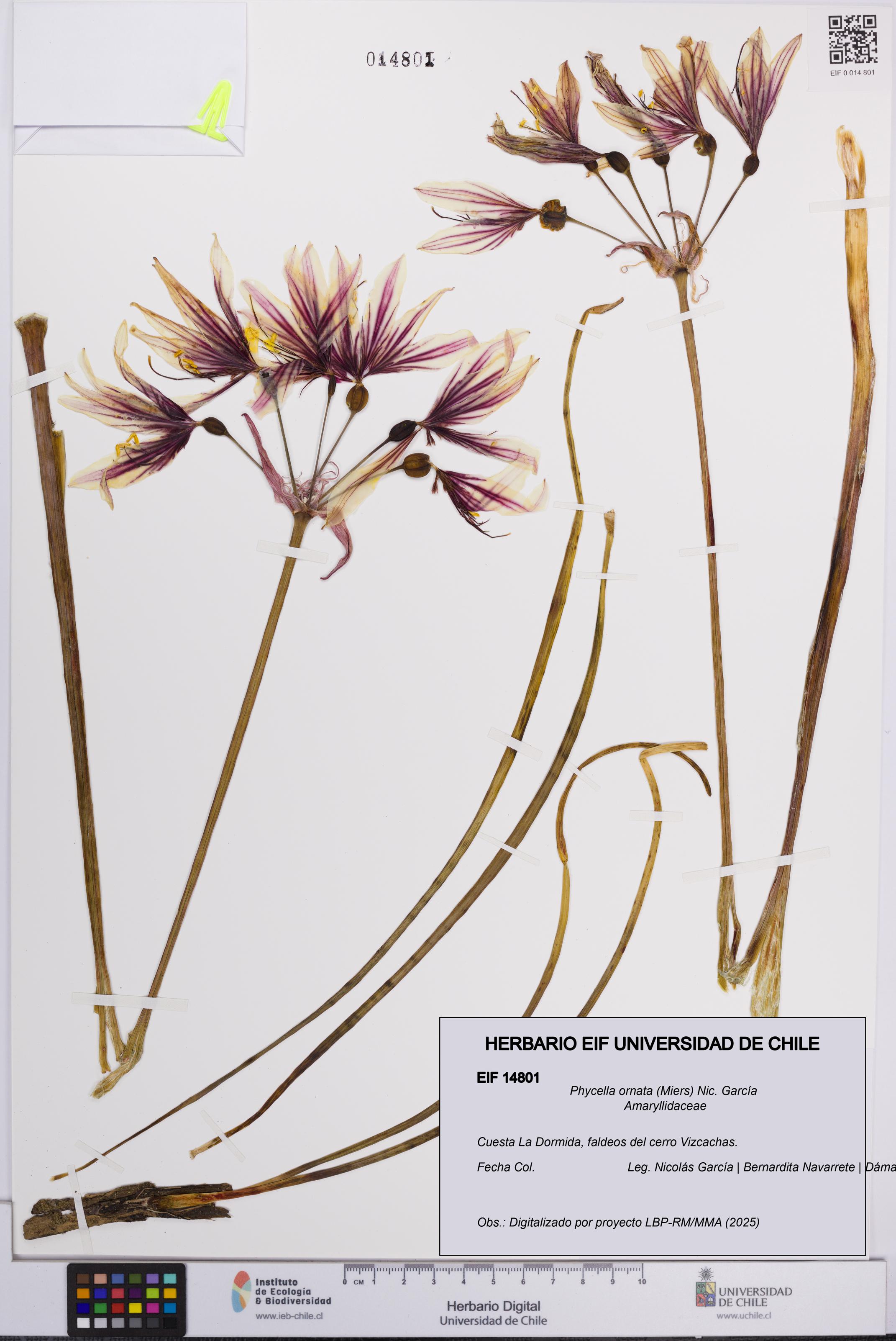 Phycella ornata [Espécimen: UCH:EIF:0014801]