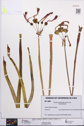 Phycella cyrtanthoides [Espécimen: UCH:EIF:0014803]