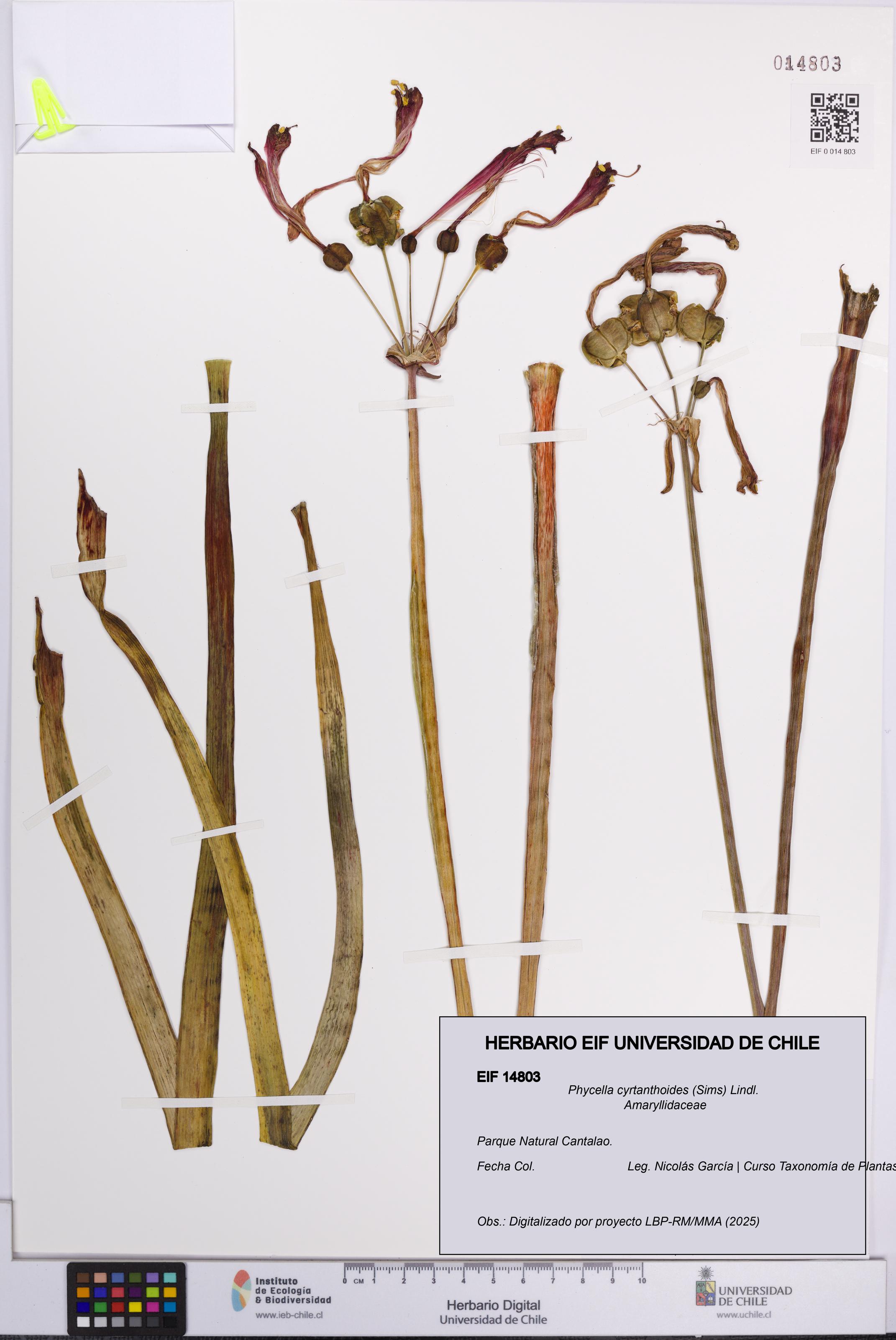 Phycella cyrtanthoides [Espécimen: UCH:EIF:0014803]