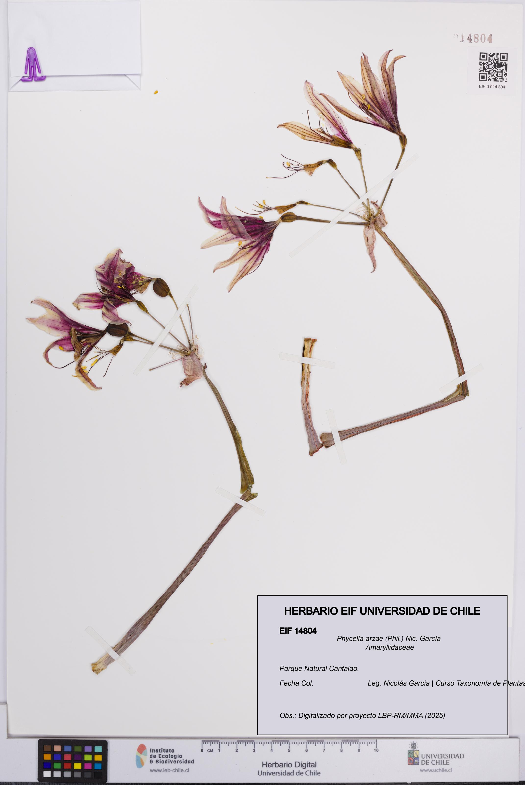 Phycella arzae [Espécimen: UCH:EIF:0014804]