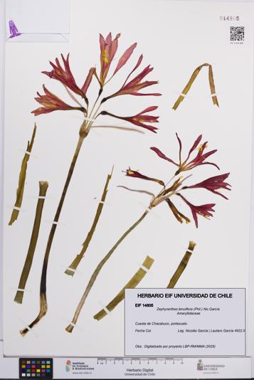 Zephyranthes tenuiflora [Espécimen: UCH:EIF:0014805]