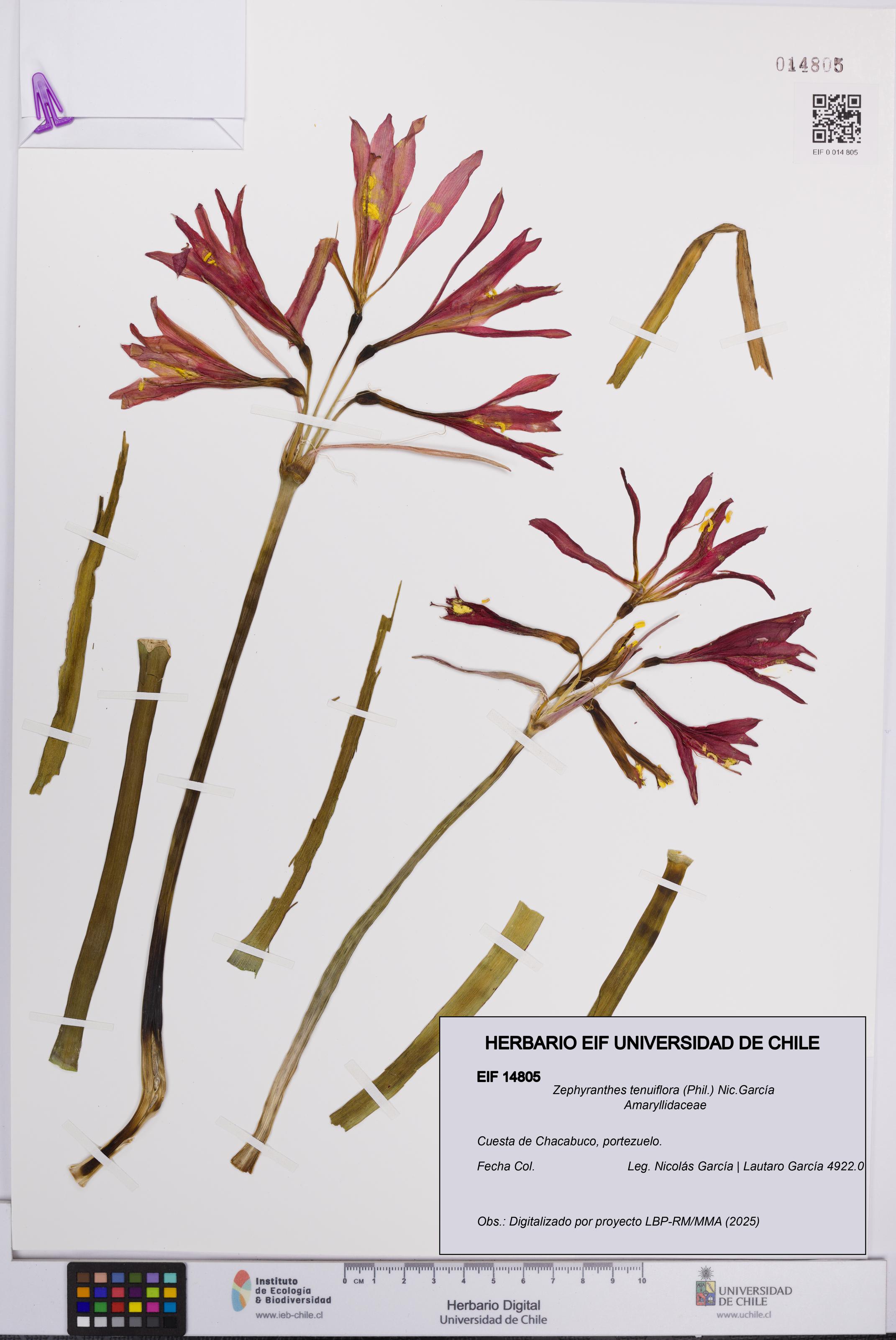 Zephyranthes tenuiflora [Espécimen: UCH:EIF:0014805]