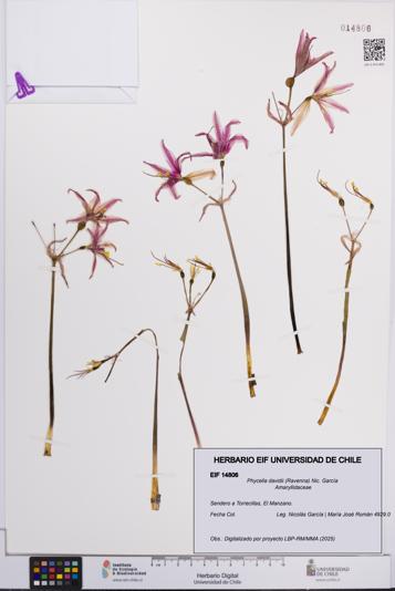 Phycella davidii [Espécimen: UCH:EIF:0014806]