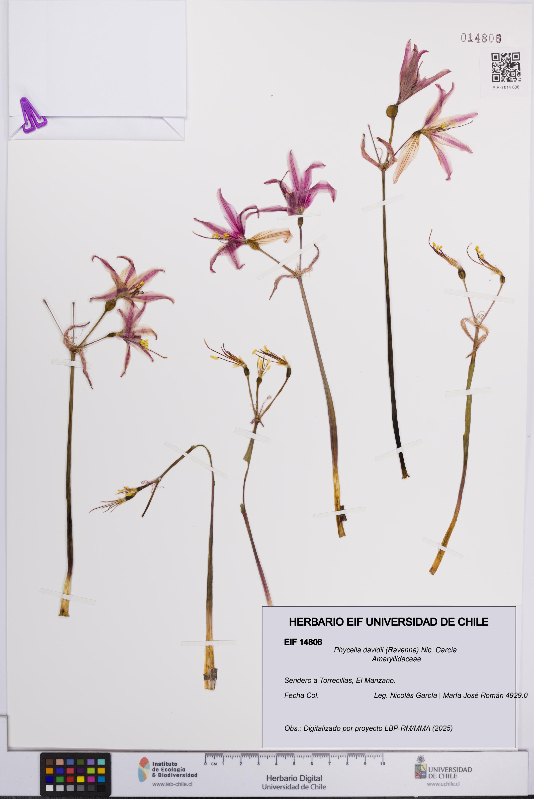 Phycella davidii [Espécimen: UCH:EIF:0014806]