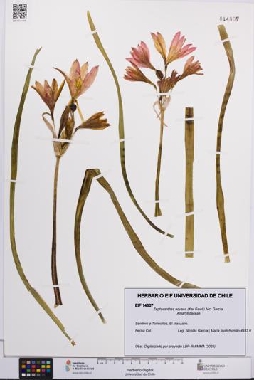 Zephyranthes advena [Espécimen: UCH:EIF:0014807]