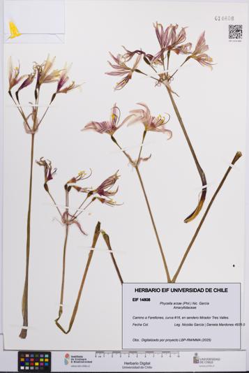 Phycella arzae [Espécimen: UCH:EIF:0014808]