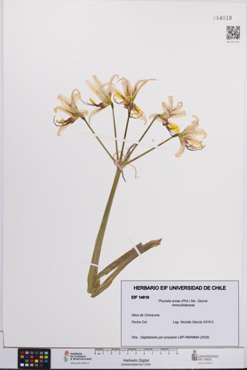 Phycella arzae [Espécimen: UCH:EIF:0014819]