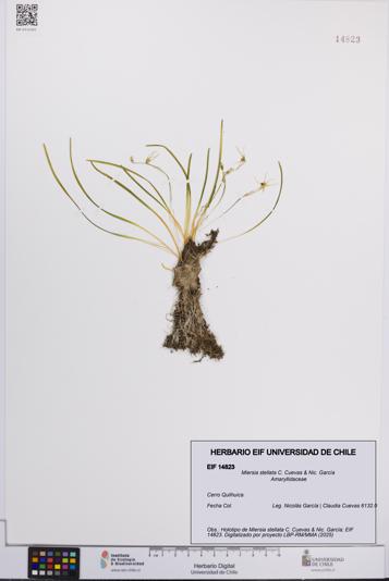 Miersia stellata [Espécimen: UCH:EIF:0014823]