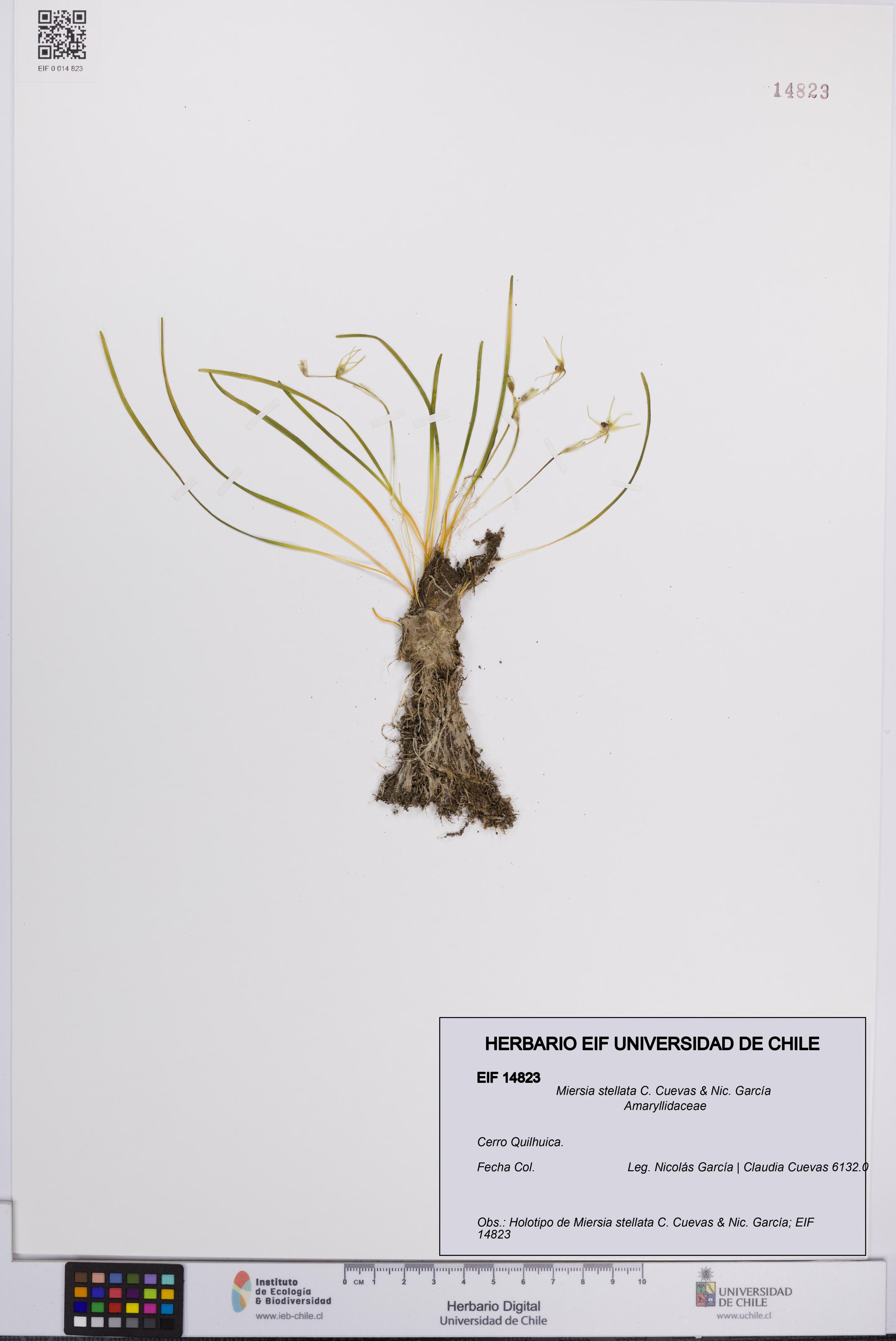 Miersia stellata [Espécimen: UCH:EIF:0014823]