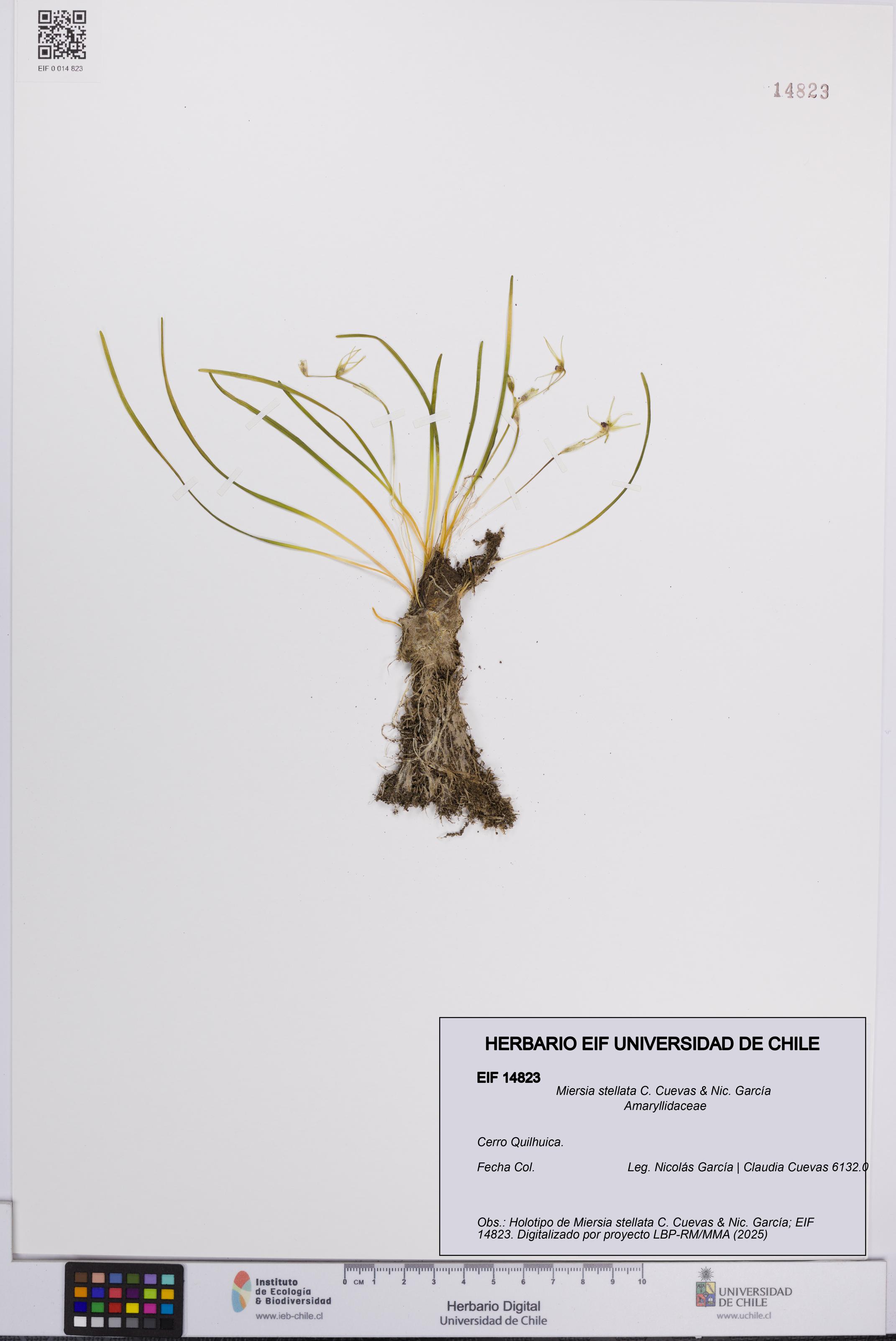 Miersia stellata [Espécimen: UCH:EIF:0014823]