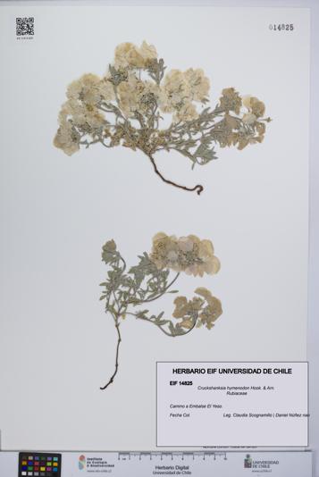 Cruckshanksia hymenodon [Espécimen: UCH:EIF:0014825]