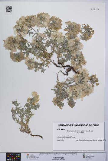 Cruckshanksia hymenodon [Espécimen: UCH:EIF:0014826]