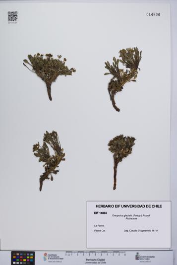 Oreopolus glacialis [Espécimen: UCH:EIF:0014834]