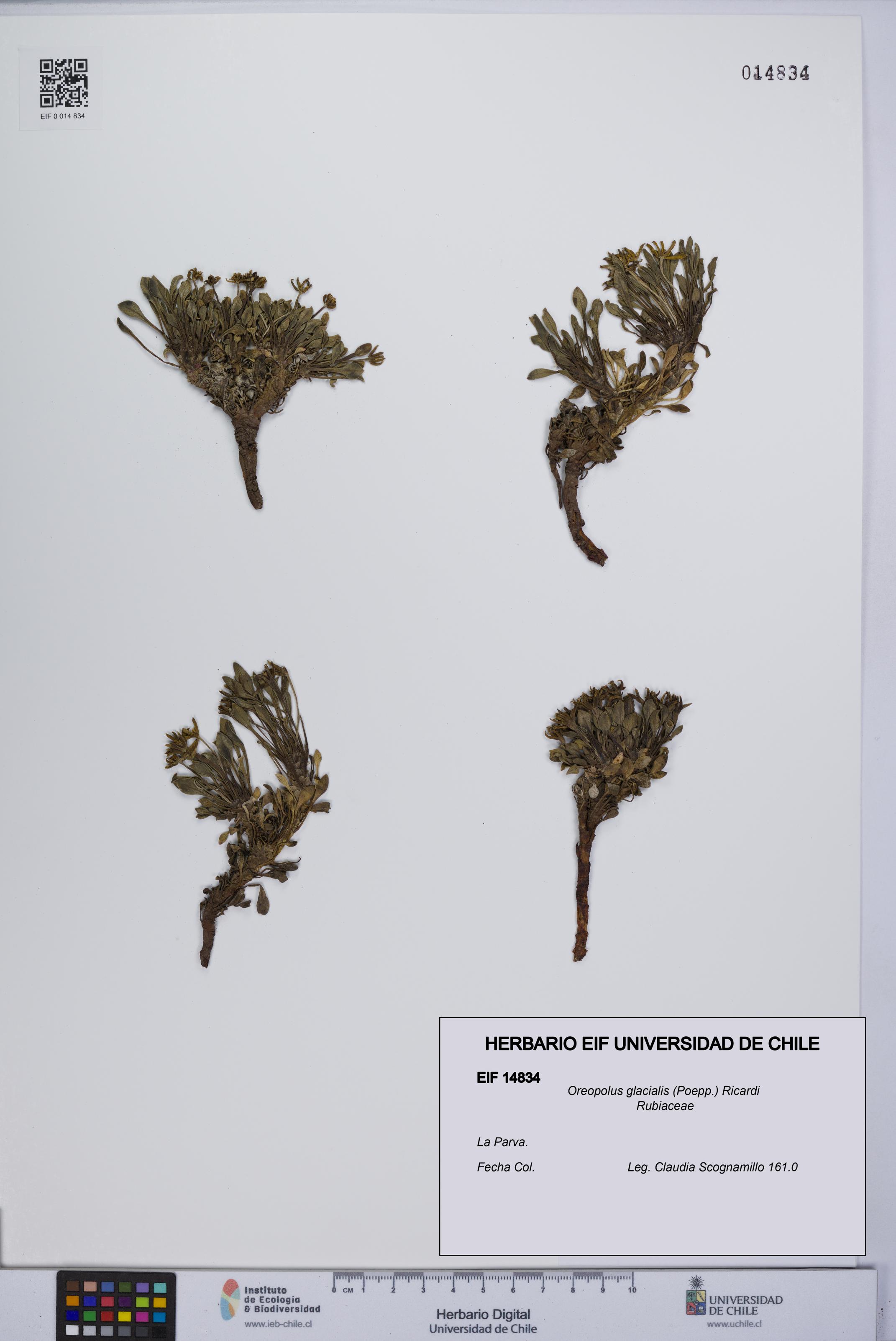 Oreopolus glacialis [Espécimen: UCH:EIF:0014834]