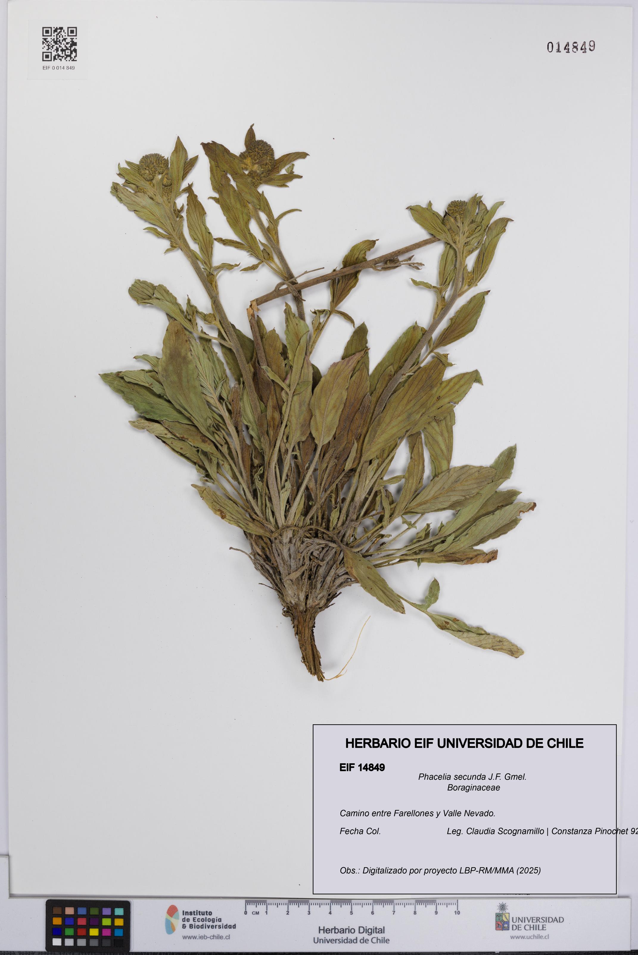 Phacelia secunda [Espécimen: UCH:EIF:0014849]