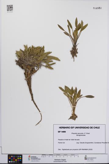 Phacelia secunda [Espécimen: UCH:EIF:0014850]