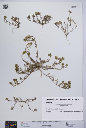 Quinchamalium chilense [Espécimen: UCH:EIF:0014858]