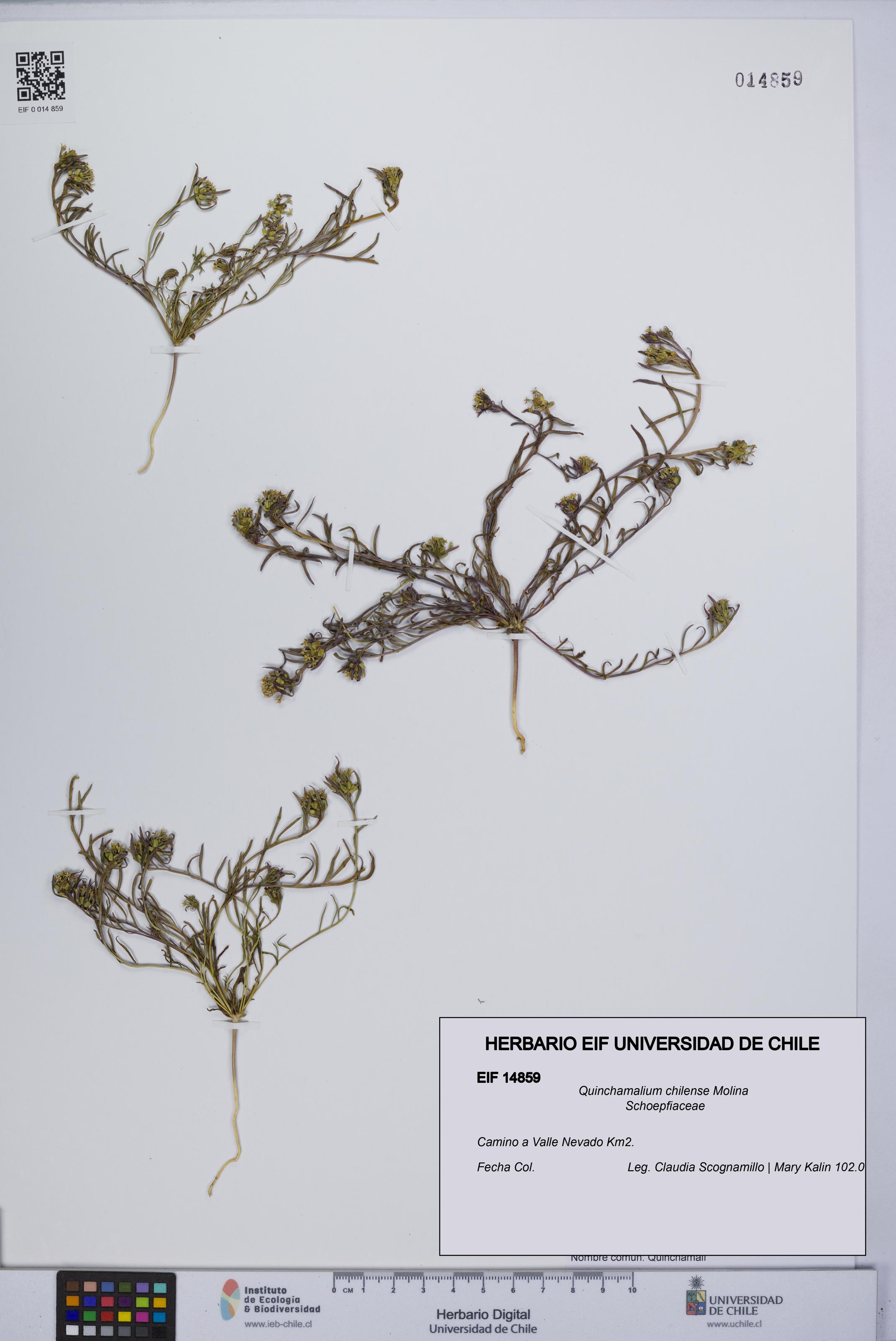 Quinchamalium chilense [Espécimen: UCH:EIF:0014859]