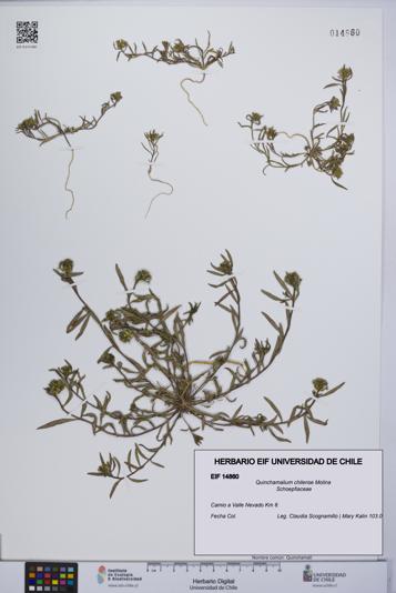Quinchamalium chilense [Espécimen: UCH:EIF:0014860]