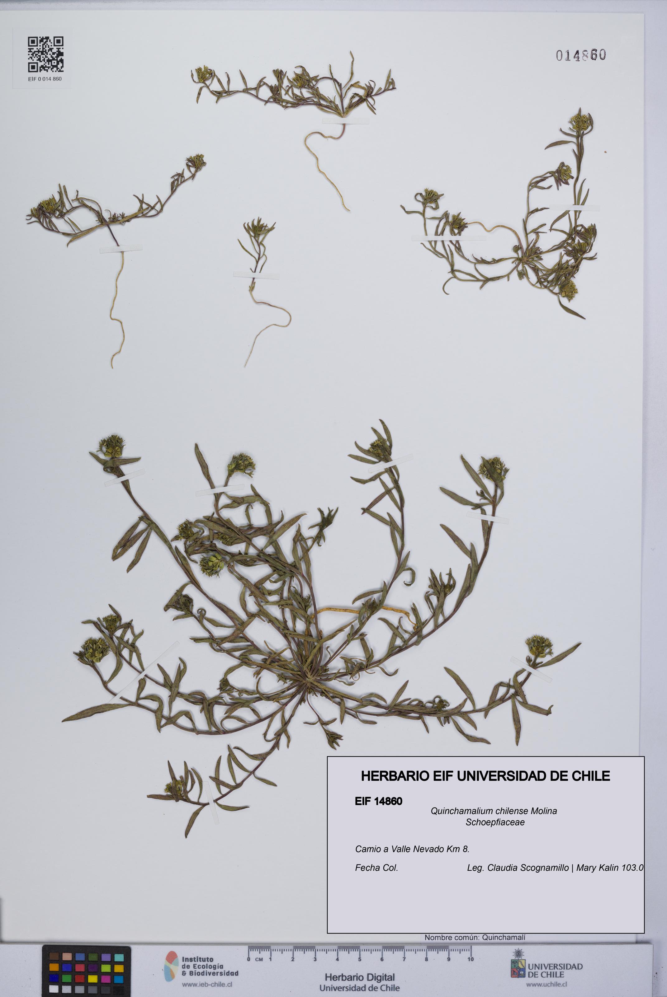 Quinchamalium chilense [Espécimen: UCH:EIF:0014860]