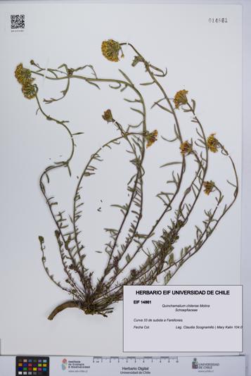 Quinchamalium chilense [Espécimen: UCH:EIF:0014861]