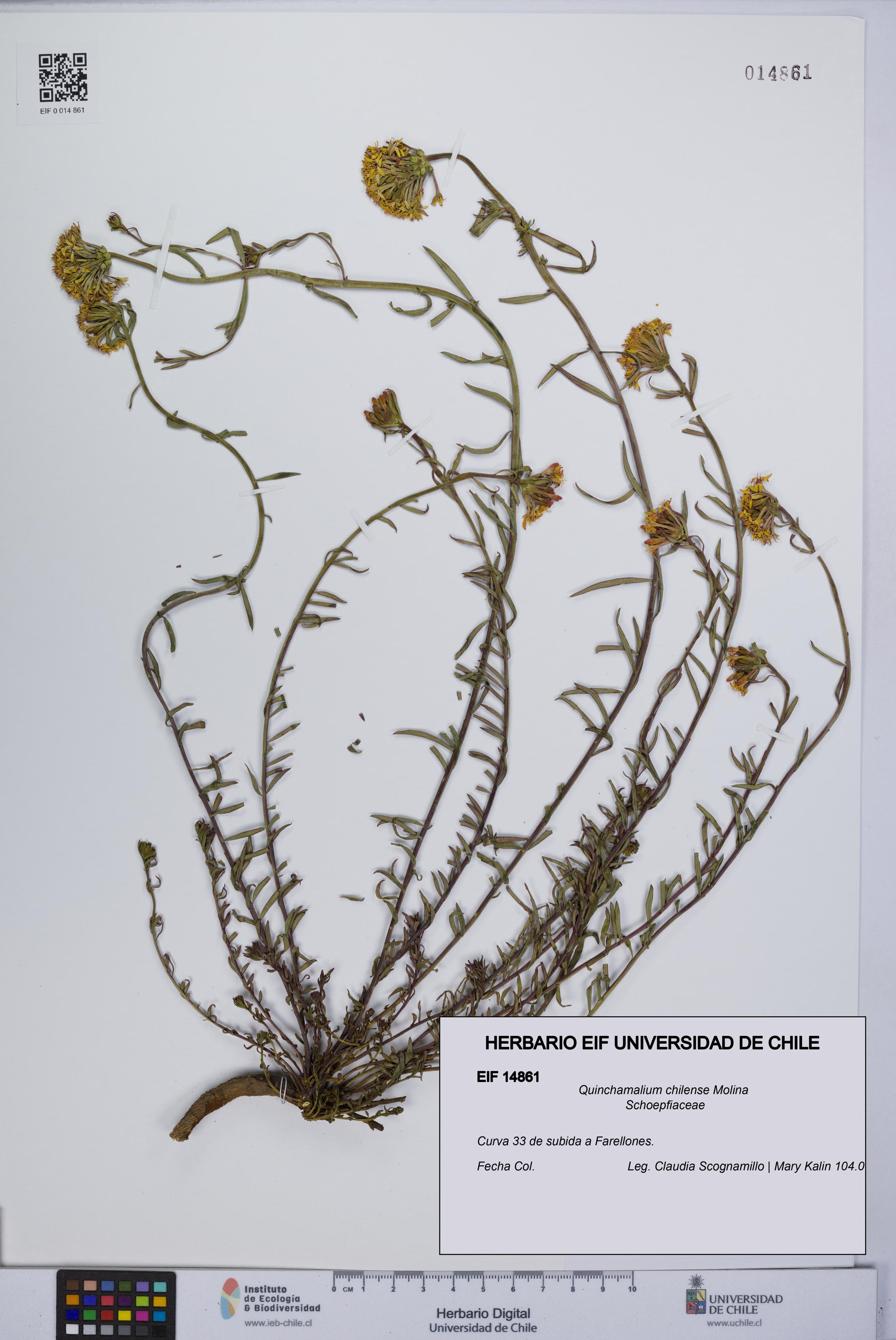Quinchamalium chilense [Espécimen: UCH:EIF:0014861]