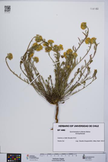 Quinchamalium chilense [Espécimen: UCH:EIF:0014862]