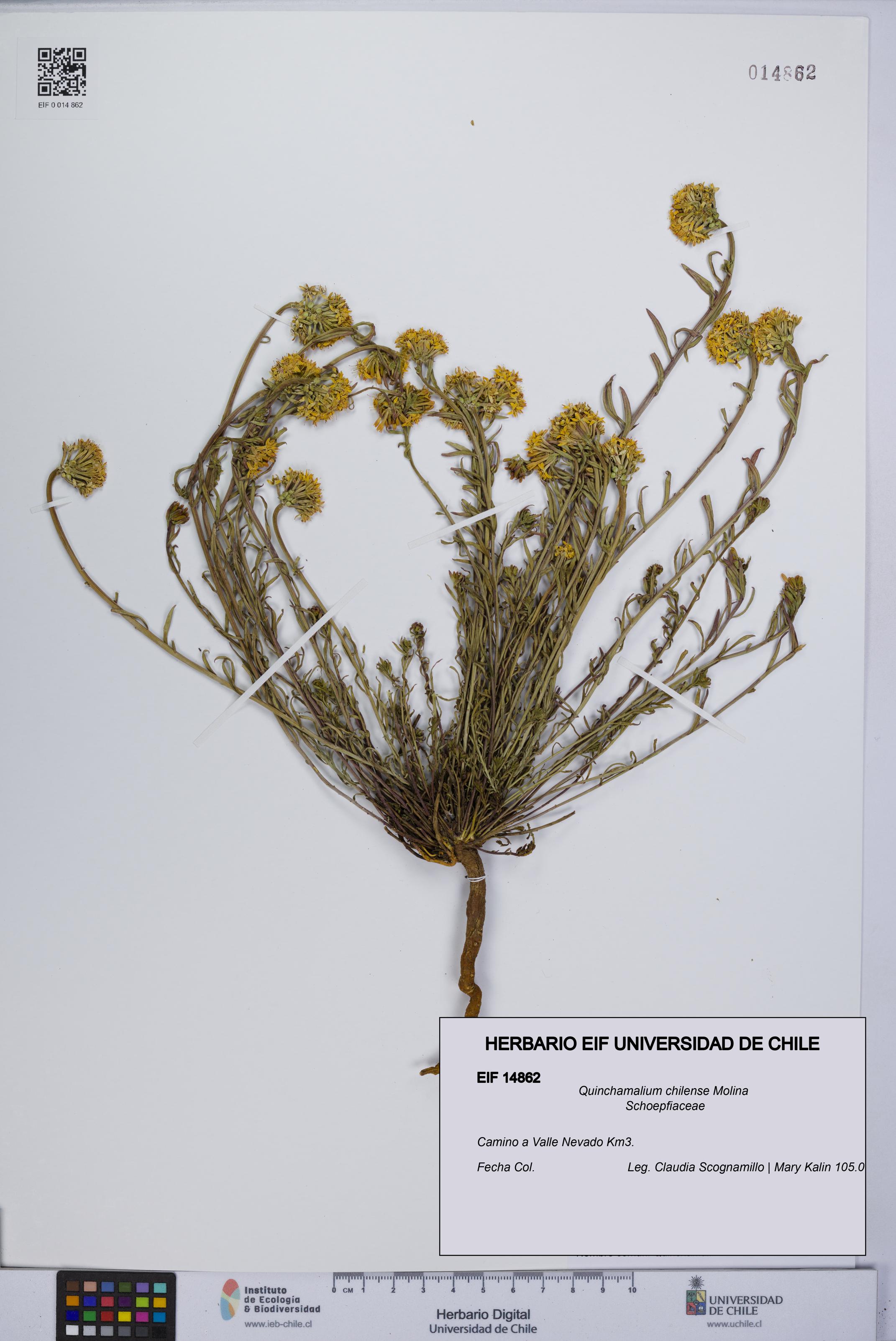 Quinchamalium chilense [Espécimen: UCH:EIF:0014862]