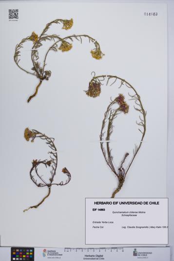 Quinchamalium chilense [Espécimen: UCH:EIF:0014863]