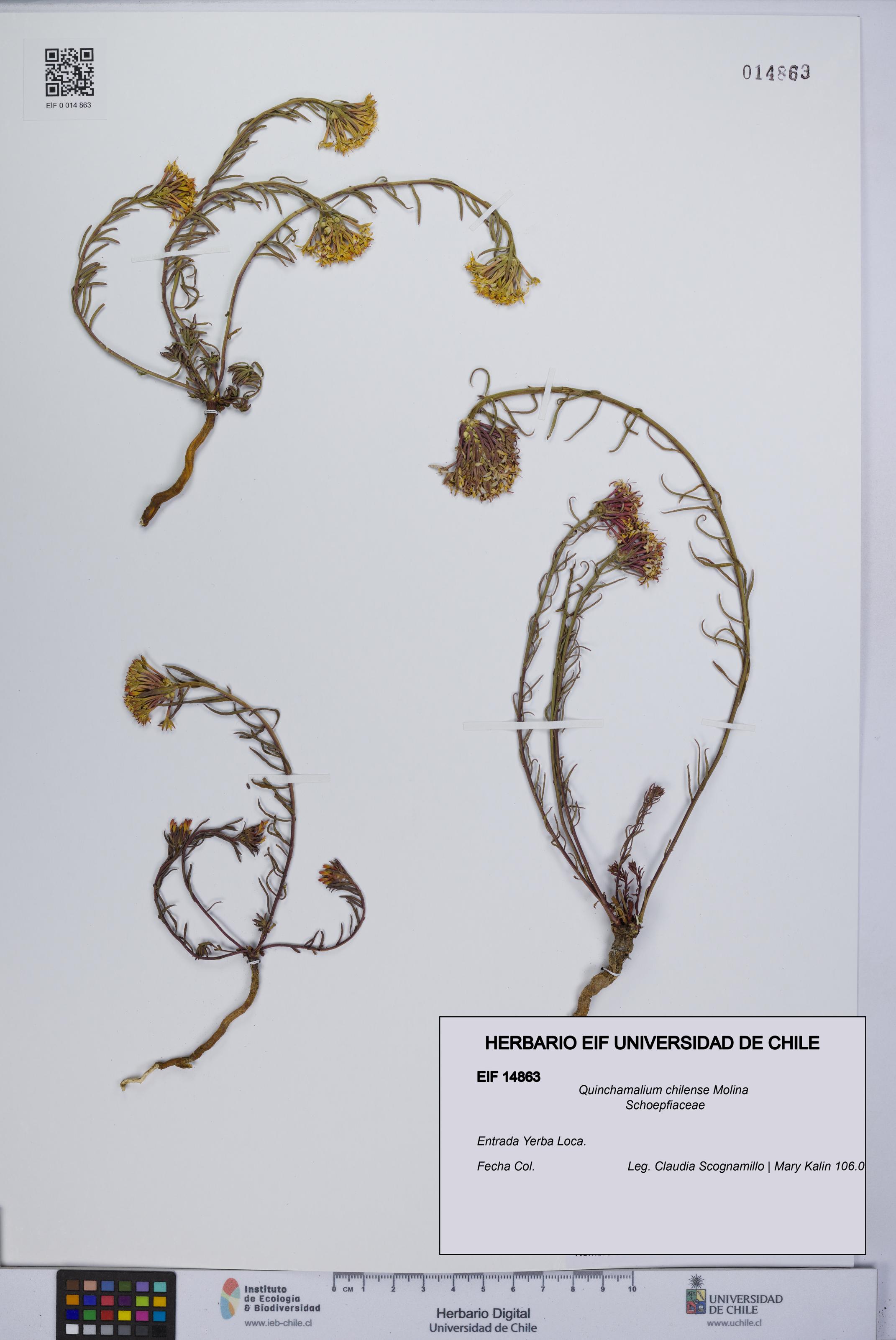 Quinchamalium chilense [Espécimen: UCH:EIF:0014863]