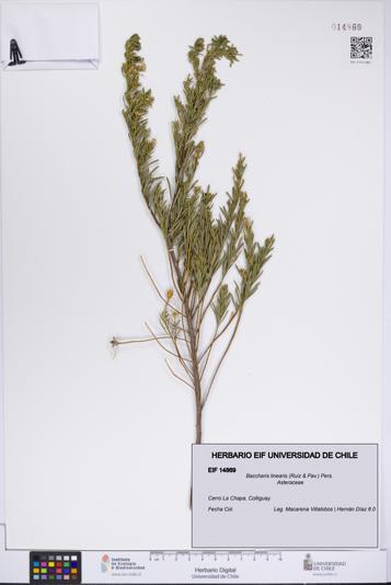 Baccharis linearis [Espécimen: UCH:EIF:0014869]