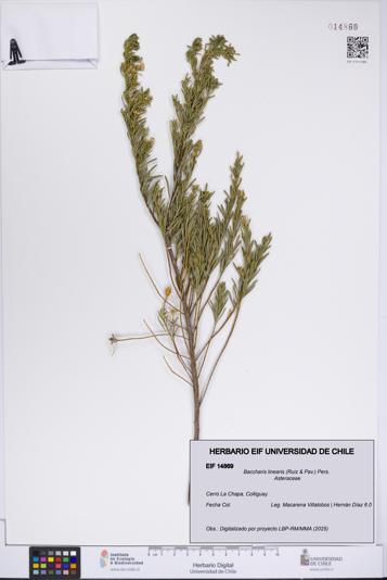 Baccharis linearis [Espécimen: UCH:EIF:0014869]