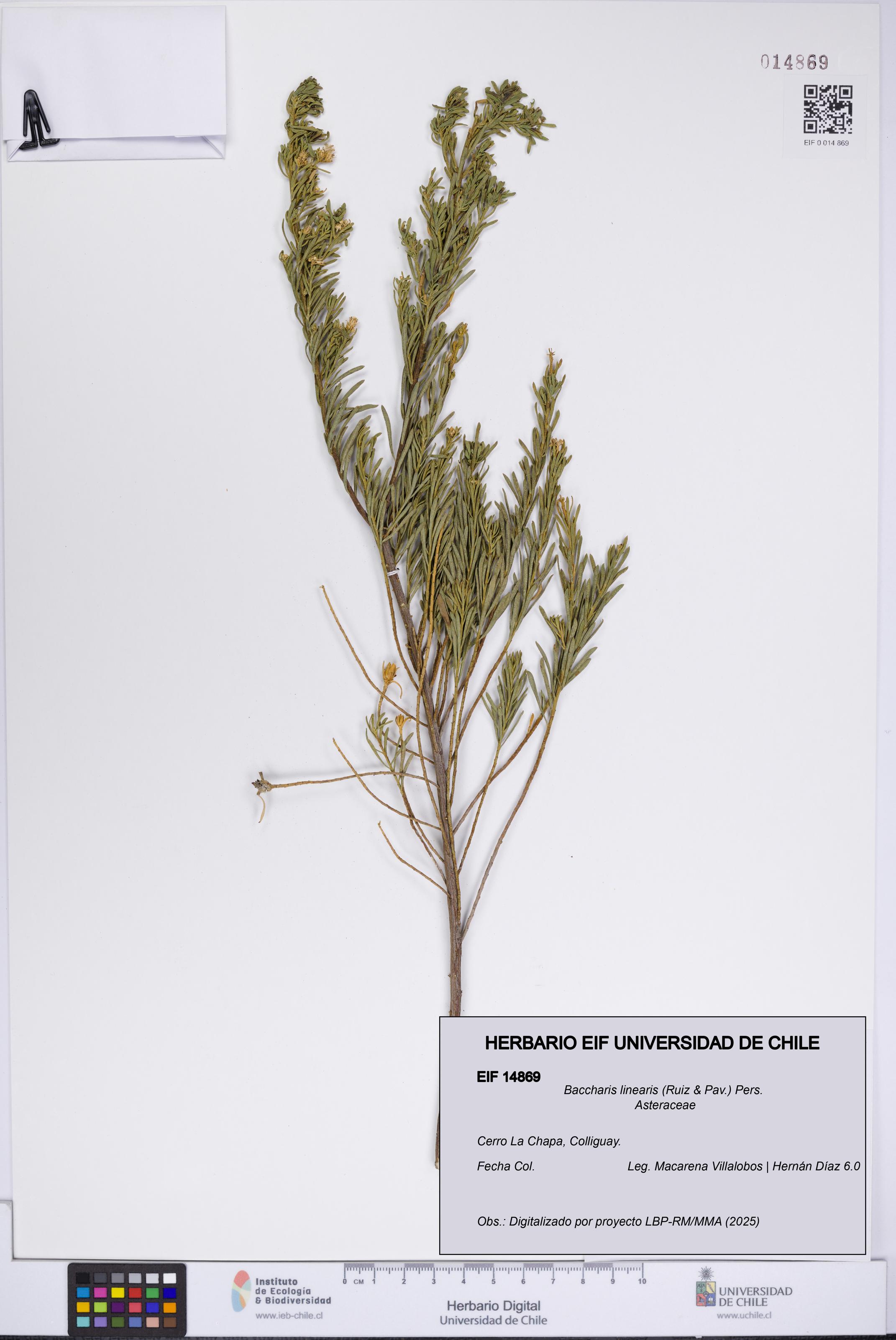 Baccharis linearis [Espécimen: UCH:EIF:0014869]