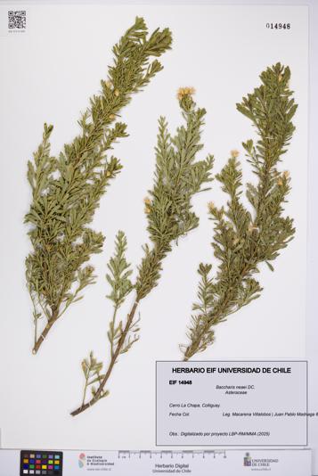 Baccharis neaei [Espécimen: UCH:EIF:0014948]