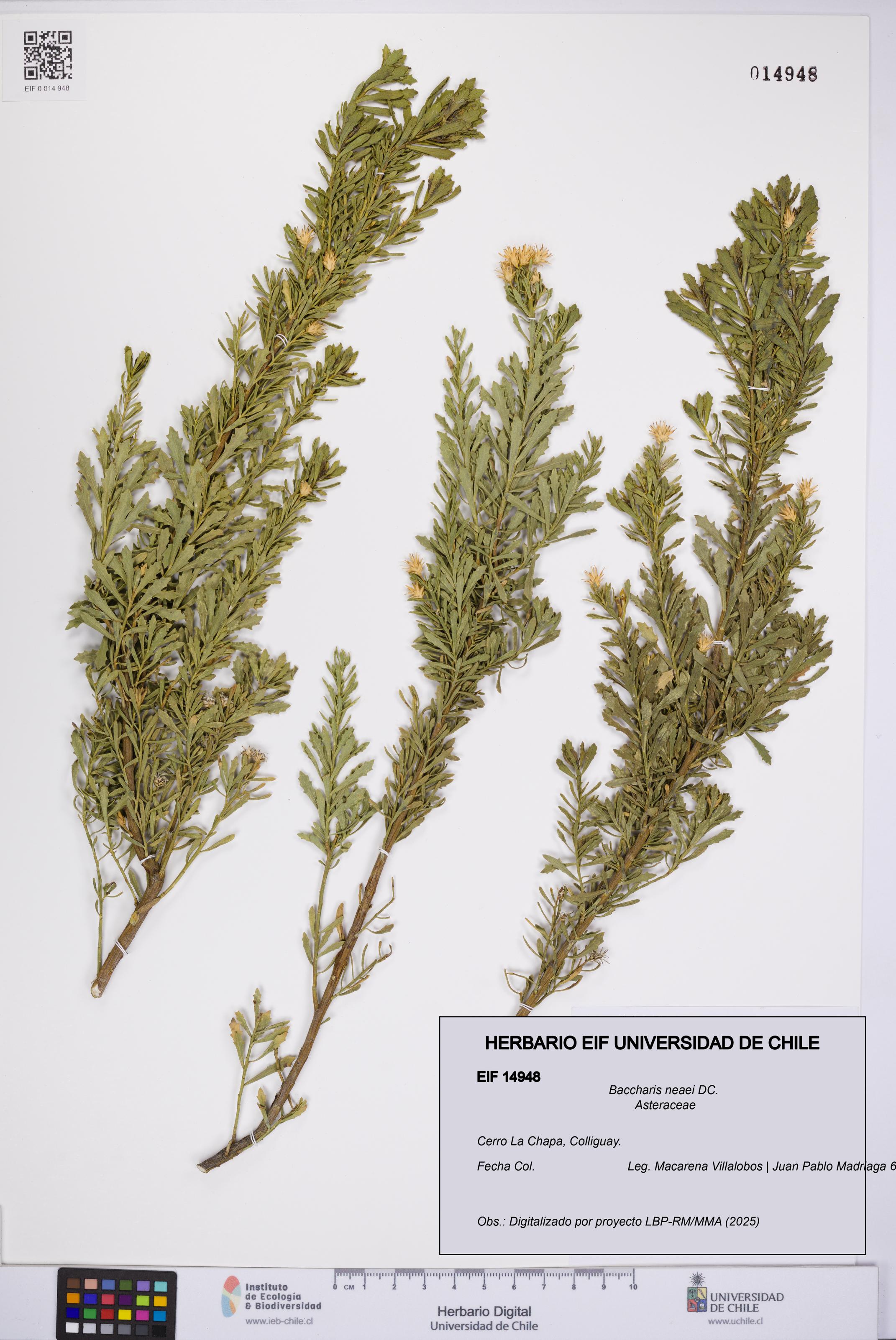 Baccharis neaei [Espécimen: UCH:EIF:0014948]