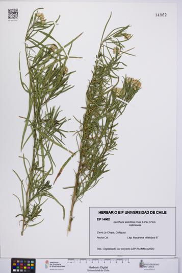 Baccharis salicifolia [Espécimen: UCH:EIF:0014962]