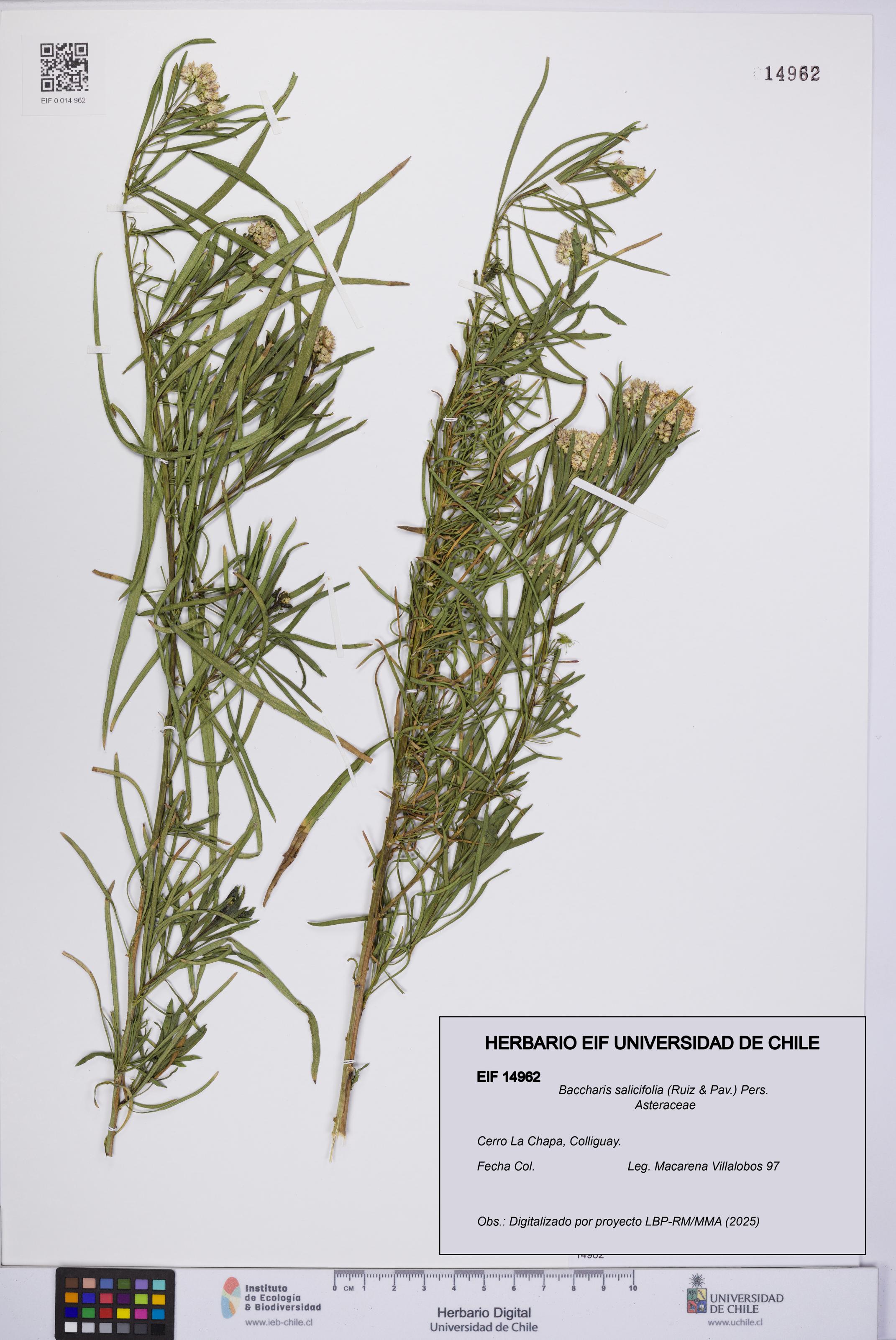 Baccharis salicifolia [Espécimen: UCH:EIF:0014962]