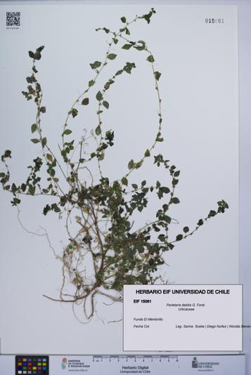 Parietaria debilis [Espécimen: UCH:EIF:0015061]