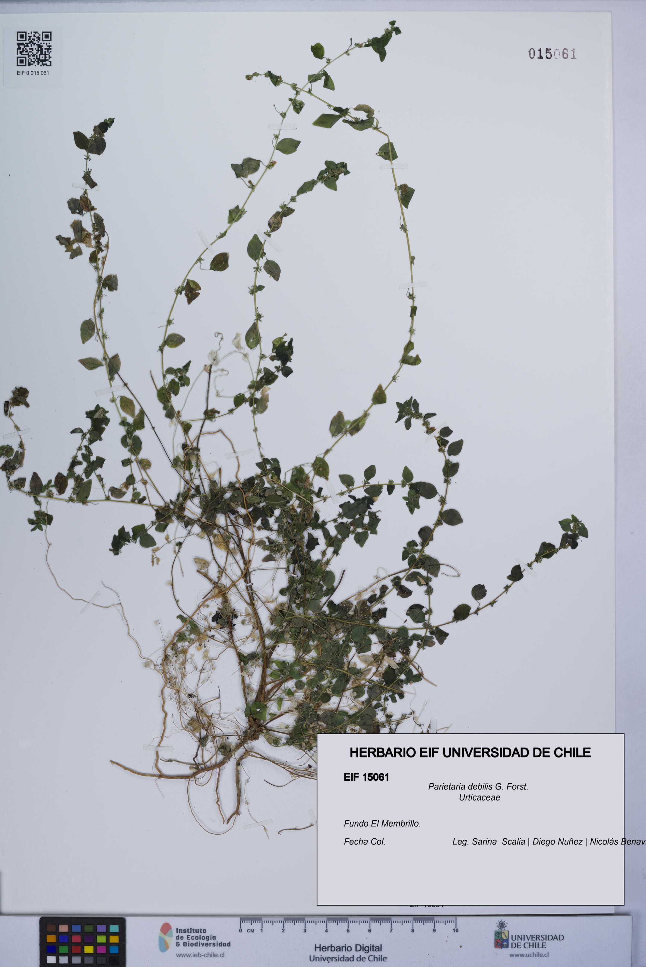 Parietaria debilis [Espécimen: UCH:EIF:0015061]