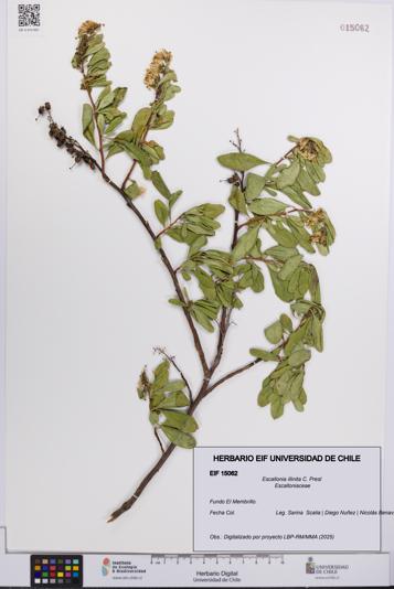 Escallonia illinita [Espécimen: UCH:EIF:0015062]