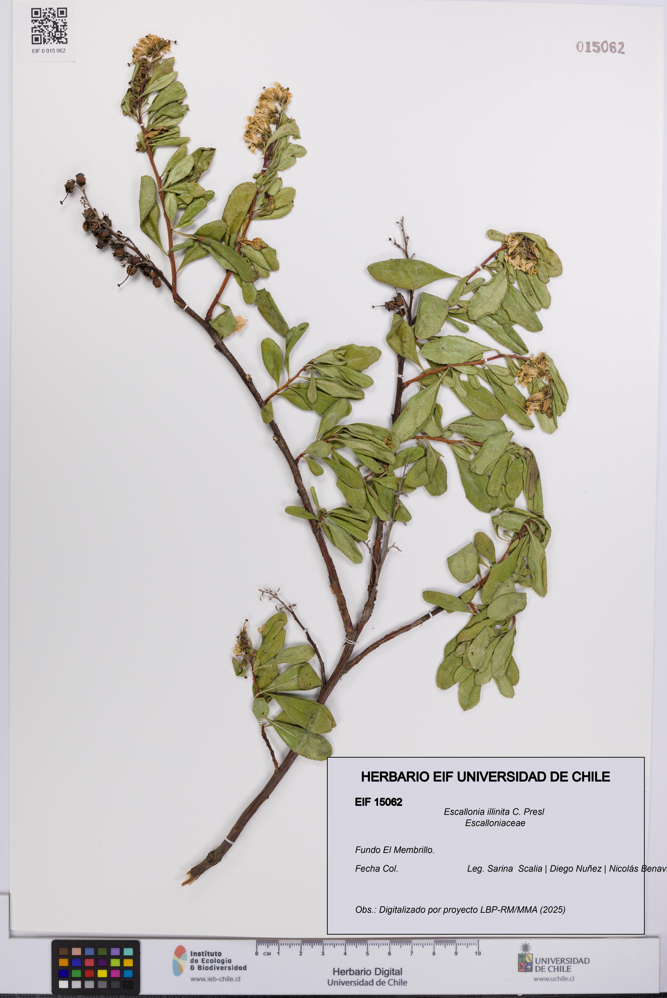 Escallonia illinita [Espécimen: UCH:EIF:0015062]