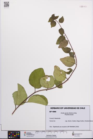 Ercilla spicata [Espécimen: UCH:EIF:0015063]